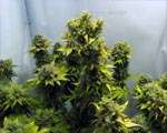 Scoperta piantagione di marijuana|In manette un uomo di 55 anni