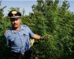 Quattro piantagioni di marijuana| scoperte fra Ciaculli e Villagrazia