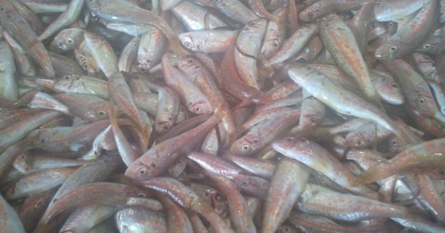 Sequestro al mercato ittico| Trovati 40 chilogrammi di “trigliole”