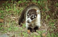 Il Coati Dal Naso Bianco Il Carnivoro Che Ama La Frutta Il Coati Dal Naso Bianco Il Carnivoro Che Ama La Frutta