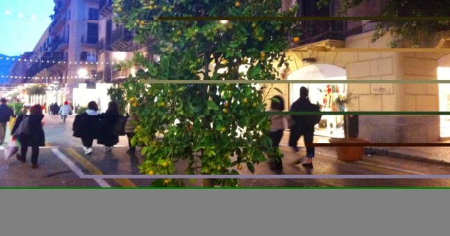Via Maqueda, donati 80 alberi| Il 21 dicembre Cassaro chiuso