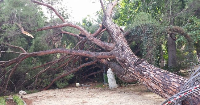 Villa Giulia, caduto| un albero secolare