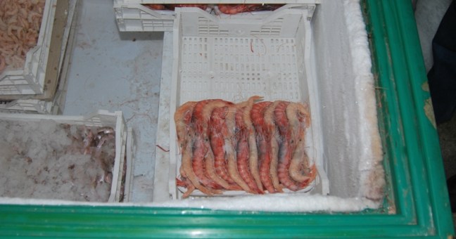 Nuovo blitz nei ristoranti del centro |Sequestrati 30 kg di tonno rosso