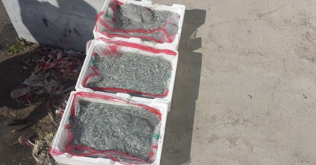 Sequestrati 42 chili di neonata| Dodici non erano commestibili