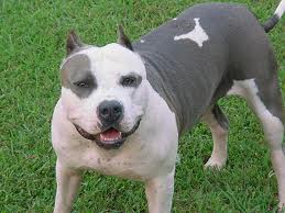 Pitbull chiusi nel magazzino | Arrestato per violenza