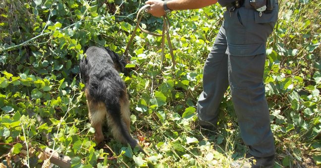 Serra con 370 piante di cannabis |Carabinieri arrestani 2 fratelli
