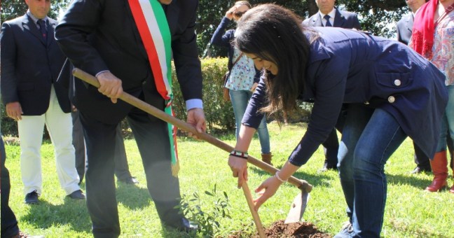 Villa Niscemi, un ulivo simbolo | della resistenza palestinese