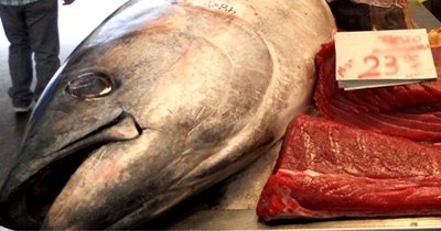 Sequestrati 17 quintali | di tonno a Porticello