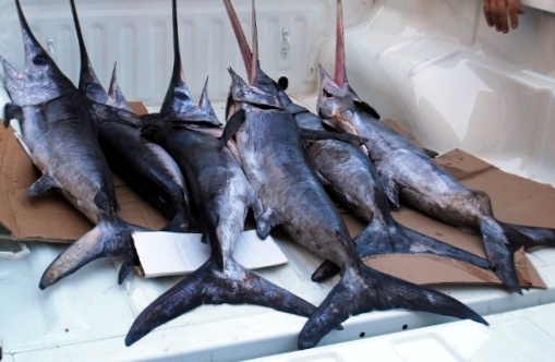 Reti da pesca illegali | Sequestrati tre pesci spada