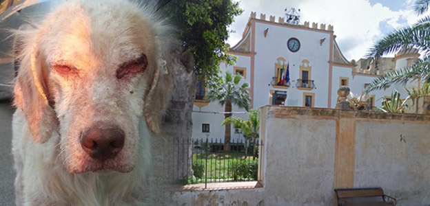 Vince il cane che ha commosso | i lettori di LiveSicilia