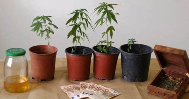Produceva olio allo stupefacente |Ai domiciliari “signora della droga”