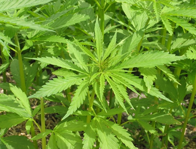 Maxi piantagione di cannabis | Denunciato un uomo allo Zen