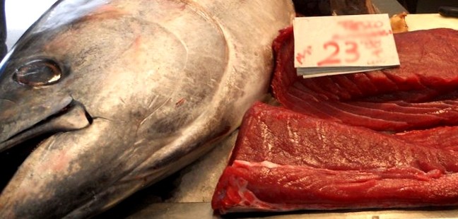 Tonno pescato illegalmente | Sequestro di due tonnellate