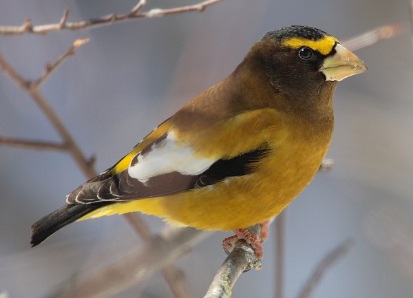 Cattura Uccelli Di Specie Protetta Denunciato Bracconiere Live Sicilia