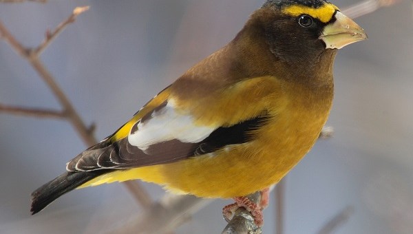 Cattura uccelli di specie protetta |Denunciato bracconiere