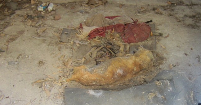 Cani morti in un locale di Catania: | “Il maneggio degli orrori”
