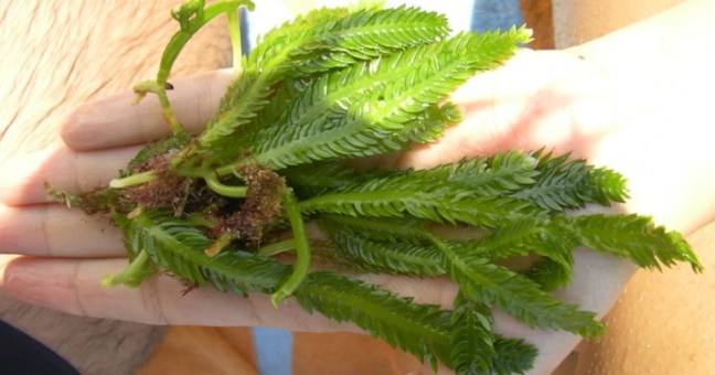 Progetto Caulerpa al traguardo | Studio per salvare il Mediterraneo