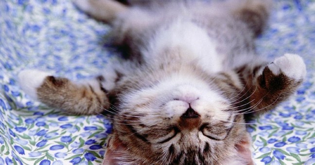 Enpa, 163 animali sequestrati| in un negozio del catanese