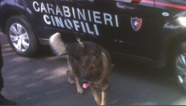 Cani antidroga nelle scuole |Scovata marijuana in una siepe
