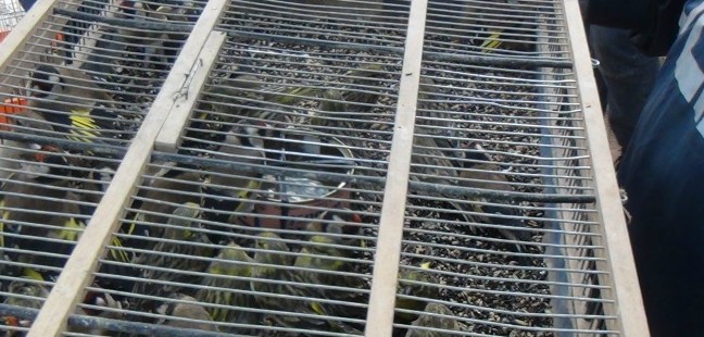 Traffico illegale di animali | Wwf Palermo: “Va azzerato”