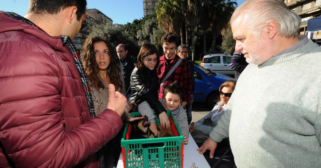 Nuovi iscritti all’anagrafe canina |Applicati i microchips gratuiti