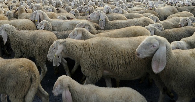 Gregge di pecore in cerchio