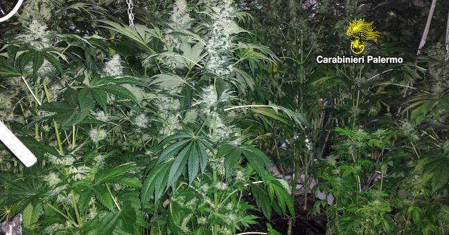 Piantagione di cannabis in casa | Arrestato un uomo di 35 anni