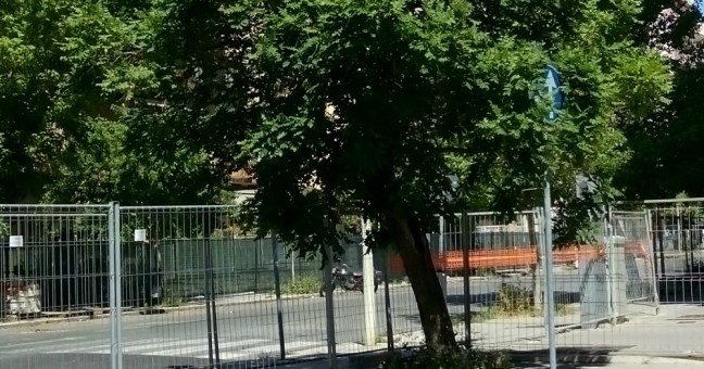 “Anello ferroviario in viale Lazio| 70 alberi saranno tagliati”