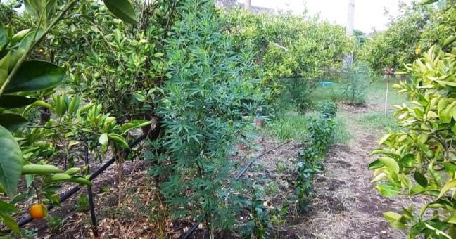 Piante di canapa indiana |tra arance e peperoni