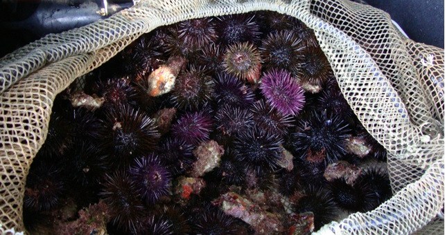 Pesca illecita di ricci |Sanzionato un sub