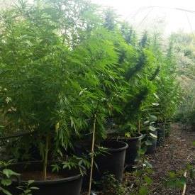 Scovata piantagione di marijuana | In manette un incensurato