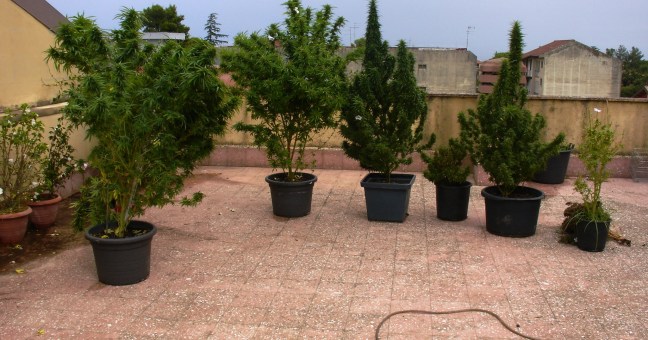 Piante di marijuana sul terrazzo |44enne in manette