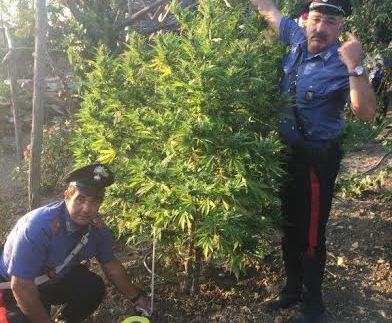 Mezza tonnellata di droga |sequestrata insieme a un fucile