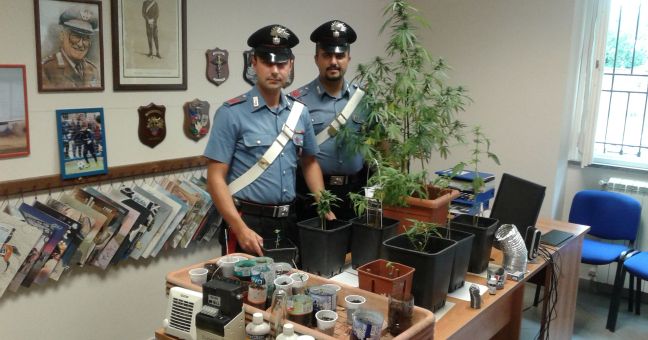 Carabinieri chiamati per una lite | Scoperte otto piante di marijuana