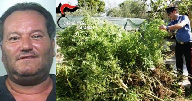 Scoperta piantagione di canapa |42enne finisce in manette