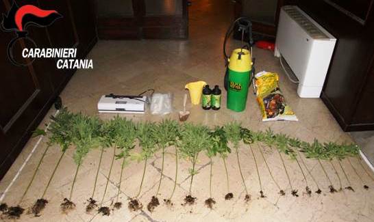Cannabis in terreno demaniale |Carabinieri sequestrano 30 piante