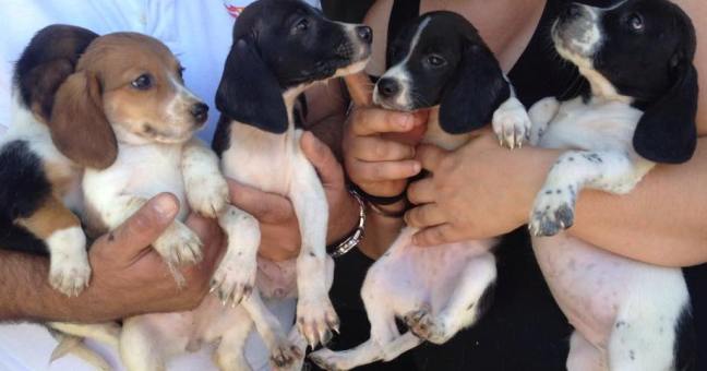 Raccolta di cibo per animali |Ecco “Qua la zampa”