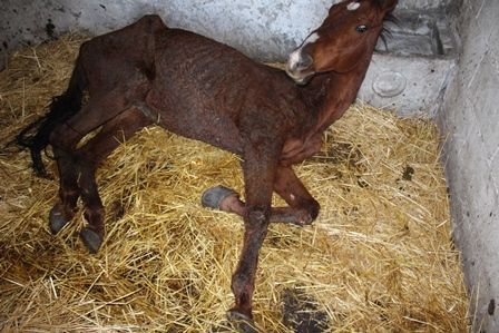 Maltrattamento di animali: | denunciate tre persone