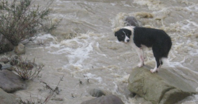 Cane bloccato in mezzo al torrente |Salvato dagli uomini della Forestale