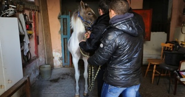 Polizia passa al setaccio Librino |Rinvenuti anche due cavalli