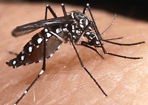 Nuovo virus: in estate | rischi anche in Italia