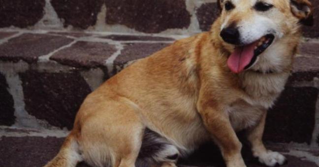 Cane salvato da motociclisti