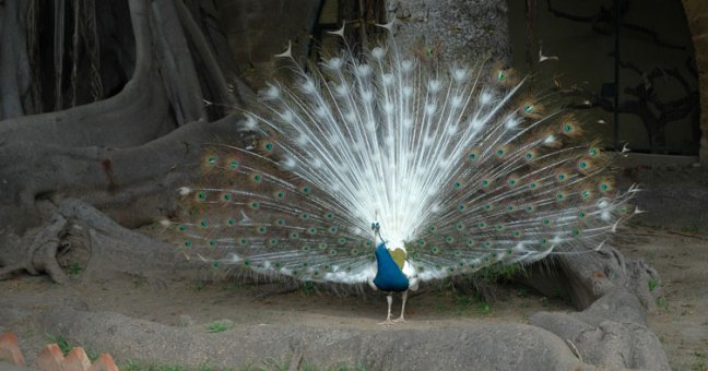 Il trasferimento degli uccelli | del Parco d’Orleans