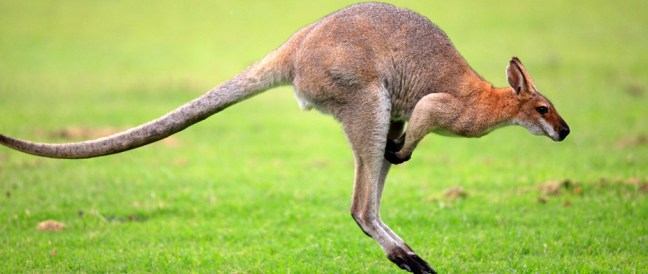 Che cos’è il canguro? | Leggi la scheda