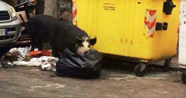 Via Roccaromana, un maiale |grufola intorno i cassonetti