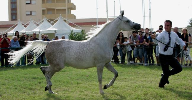“Arabian Horses Cup” | Alla Favorita il 2 e 3 aprile