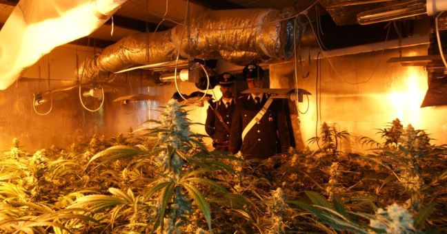 Serra di cannabis in casa | Un arresto a Partinico