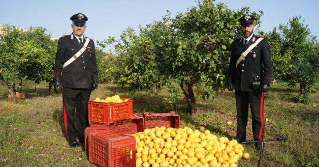 Rubano 700 chili di limoni | Arrestati dai carabinieri