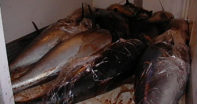 Pesca illecita di tonno rosso |Multati i due comandanti