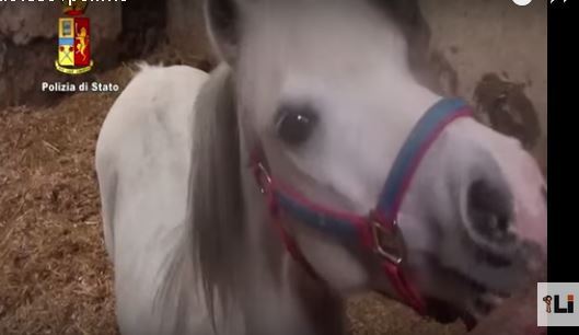 Cavallo rinchiuso in un tugurio |Sequestrato l’immobile
